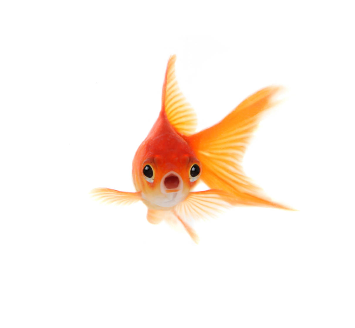 Katz & Associates  Goldfish Can Feed You an Important Message